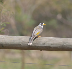A grey bird with a distinctive yellow patch behind the eye, yellow-orange bill and feet and a yellow-olive patch on the wing
