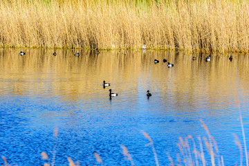 Aythya fuligula or the tufted duck, here seen swimming in a Swedish coastal bay with reeds in the background. Springtime with sunny weather and calm sea.