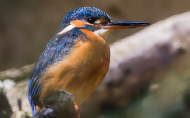 Close-up view of an Common kingfisher (Alcedo atthis)
