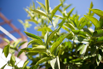 Green bush against the blue sky