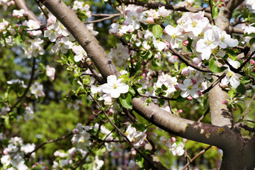 Spring Cherry flowers blossom. Spring beautiful background with flowers and bokeh background