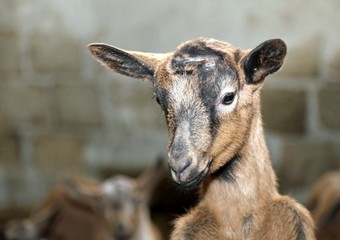 Naklejka na ściany i meble nose of a kid in the breeding of sheep on the farm