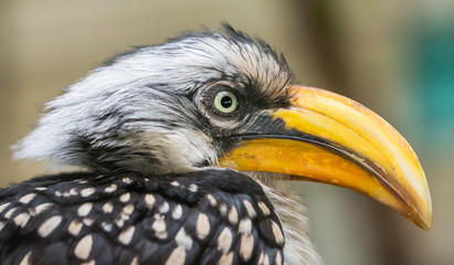 Close-up view of an Eastern yellow-billed hornbill (Tockus flavirostris)