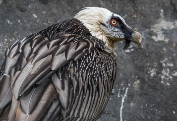 Close-up view of a Bearded vulture (Gypaetus barbatus)