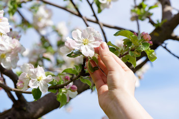 Fototapeta na wymiar Hand holding Spring Cherry flowers blossom. Spring beautiful background with flowers and bokeh