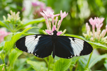 Nahaufnahme eines tropischen Schmetterlings