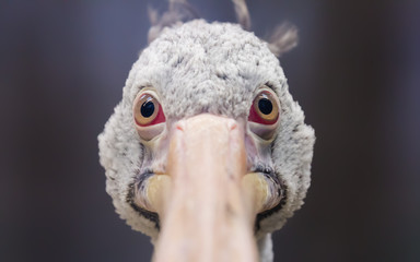 Close-up view of a grey pelican (Pelecanus philippensis)