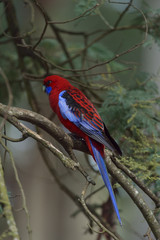 Crimson Rosella is standing on the grass
