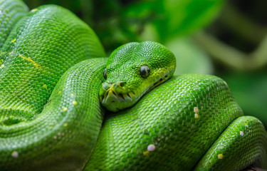 Obraz premium Close-up view of a green tree python (Morelia viridis)