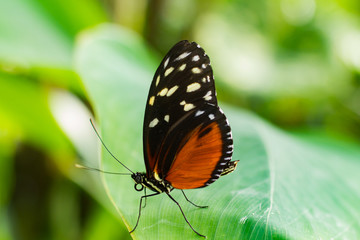Nahaufnahme eines tropischen Schmetterlings