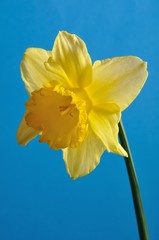 daffodil