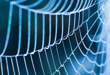 Spider Web