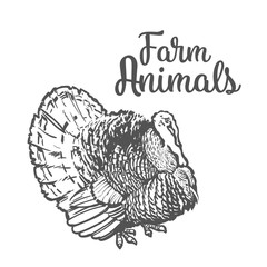 One feathered turkey bird, sketch style hand-drawn, vector farm animal home winged bird feathered turkey with white tail, one on a white background, realistic sketch turkey products for food