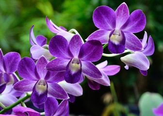 Naklejka na ściany i meble Violet orchid flower