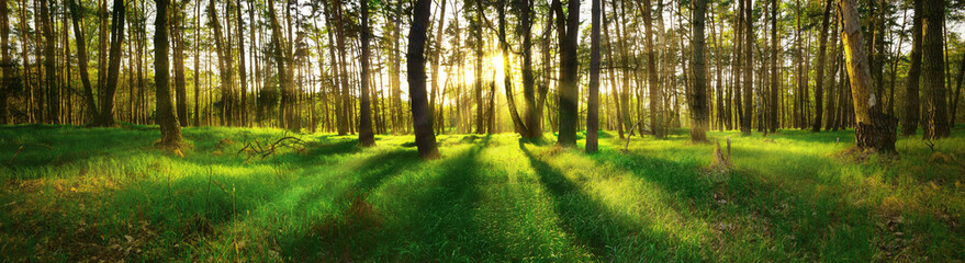 Panoramic view of forest at sunset