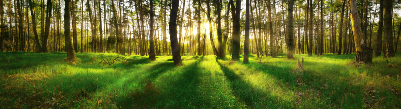 Fototapeta Panoramic view of forest at sunset