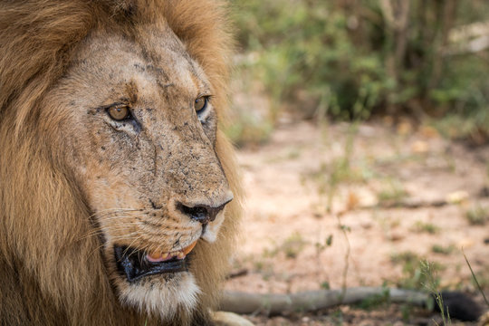 Starring Lion in the Kruger National Park.
