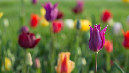 Colorful tulips in spring