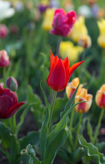 Fresh colorful tulips in warm sunlight