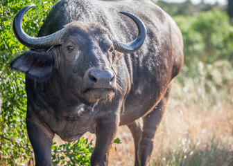 Obraz premium Starring African buffalo in the Kruger National Park.