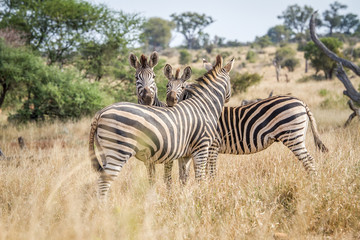 Fototapeta na wymiar Bonding Zebras in the Kruger National Park.