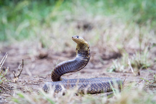 Snouted cobra on the ground.