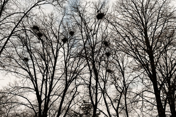 Nests of rooks on trees