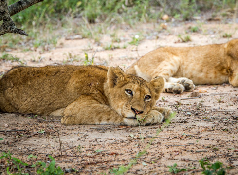 Laying Lion cub in the Kapama Game Reserve.
