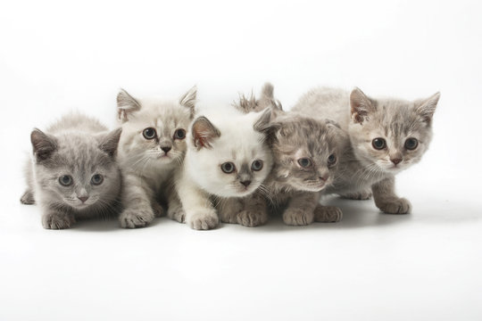 Portrait  group of young Scottish cats . Studio shot. Isolated.