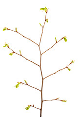 Branch of tree with buds, isolated