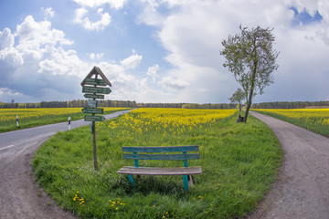 Rapsfeld zwischen Stra&szlig;e und Wanderweg
