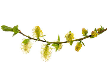 Branch of willow with buds, isolated