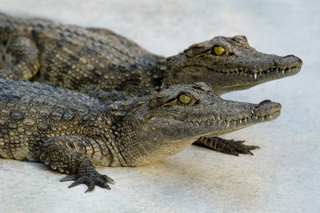 two young crocodiles on the white floor