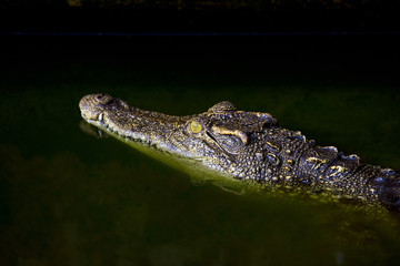 The crocodile on a crocodile farm in Thailand