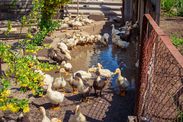Group of yellow and brown domestic ducklings drinking water from a puddle, at farm