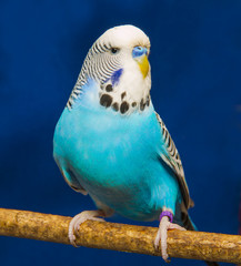 Blue wavy parrot
