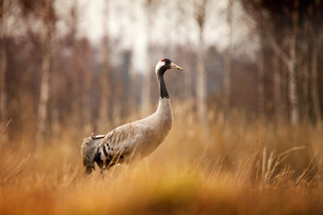 grey crane in the grass