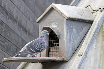 Cute pigeon bird