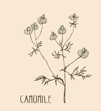 Hand drawn camomile. Vector illustration of medical herb camomile. Packaging design element