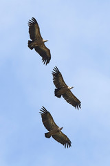 Griffon vulture (Gyps fulvus)