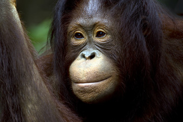 Naklejka premium Portrait of orangutan in the wild.