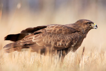 common buzzard in grass