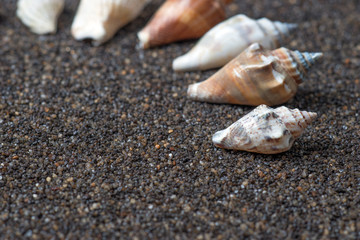 Seashells border on the sand background