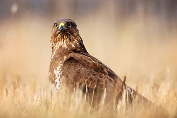 common buzzard in grass