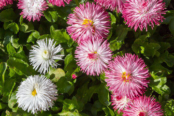 Bellis Flowers