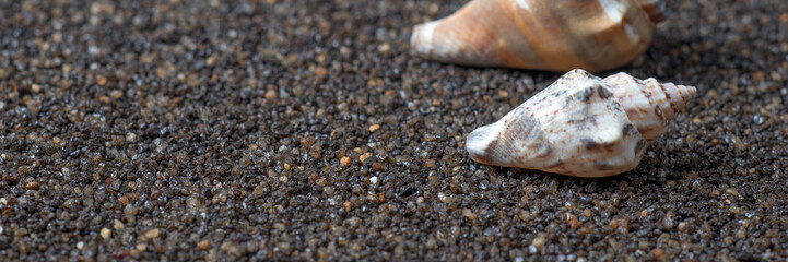 Seashells border on the sand background