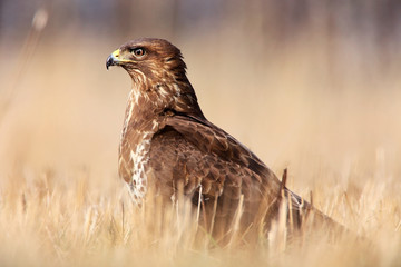 common buzzard in grass