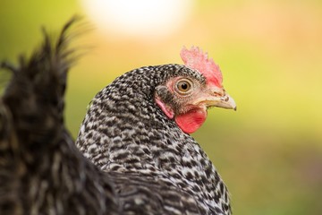 Geflecktes Haushuhn / spotted chicken