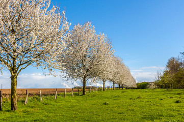 7167 Kirschbaumblüte