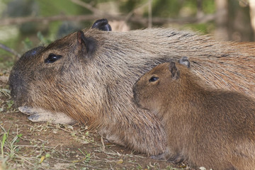 Capybara - Wasserschwein, Mutter und Kind